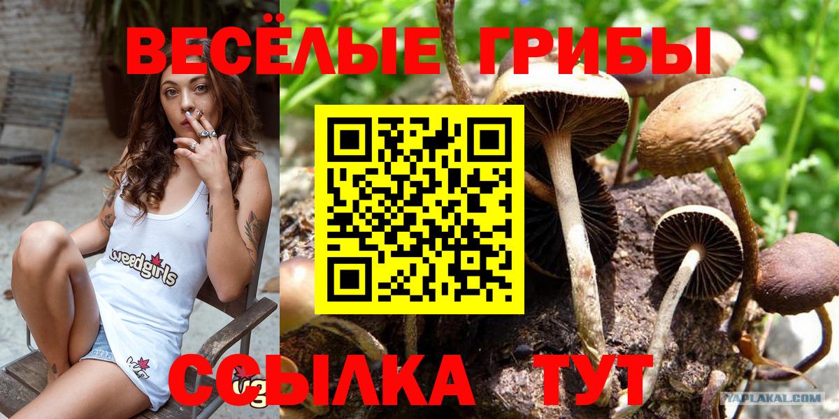 Псилоцибиновые грибы Psilocybine cubensis Кисловодск
